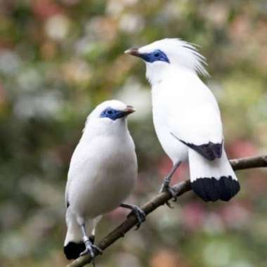 Burung jalak bali remaja sepasang