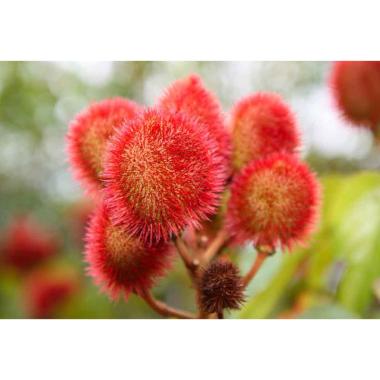 Victory Seed Biji Benih Achiote Tanaman Bunga [25 butir]