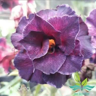 Bibit Bunga Kamboja Adenium Cakra --