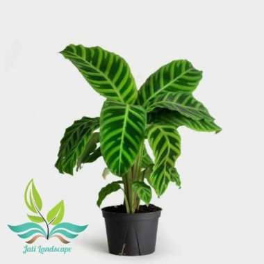 Tanaman Hias Calathea Zebrina- Calathea Zebrina --