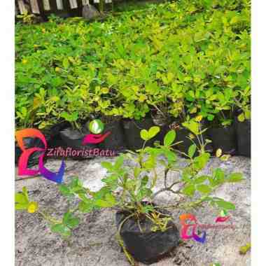 Jual Tanaman Hias Murah Terbaru Harga Murah Blibli Com