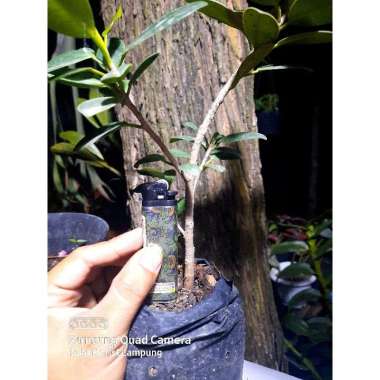 Bonsai Beringin Kompakta --