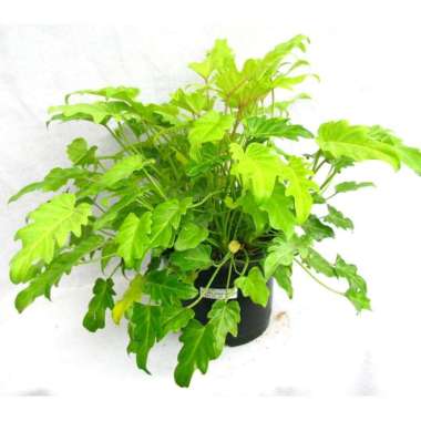 Tanaman Philodendron Xanadu