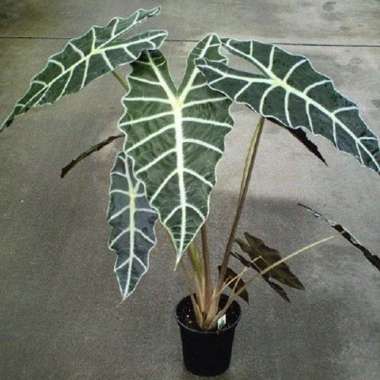 Tanaman Alocasia Amazonica