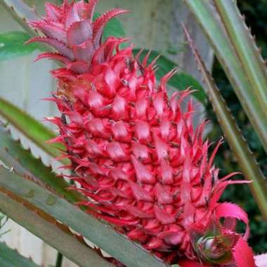 Tanaman Nanas Merah