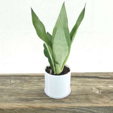 Tanaman Hias Sansevieria Moonshine
