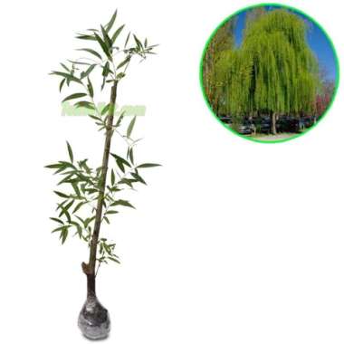 Tanaman Babylon Willow