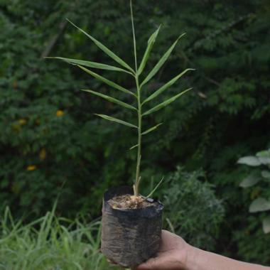 Tanaman Jahe Emprit