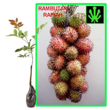 Bibit Buah Rambutan Rapiah - Tinggi 50cm