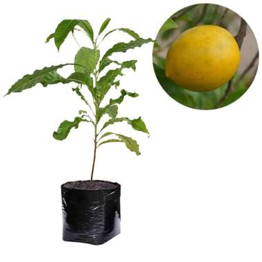 Bibit Abiu ( Sawo Australi ) - Tinggi 30-40cm