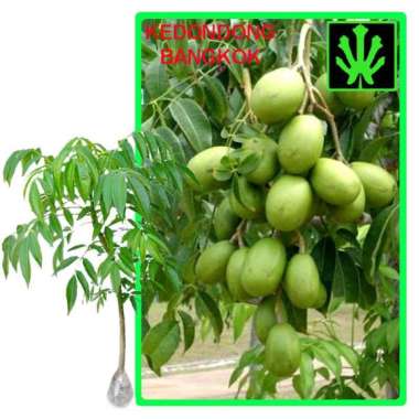 Tanaman Kedondong Bangkok - Tinggi 40cm