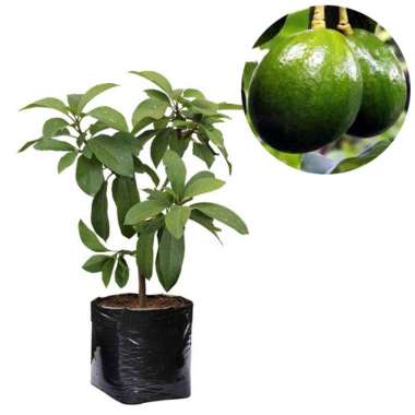 Alpukat Markus 60cm