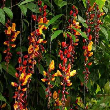 Tanaman Flame Irian Coklat