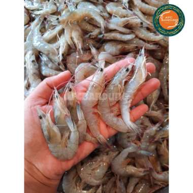 Udang PECI KECIL SIZE 150 Fresh 500gr Udang Jebung Vanami Kecil Segar