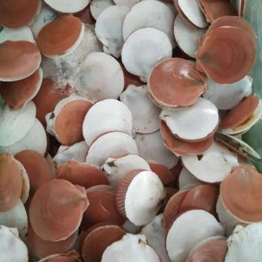 KERANG SIMPING UTUH