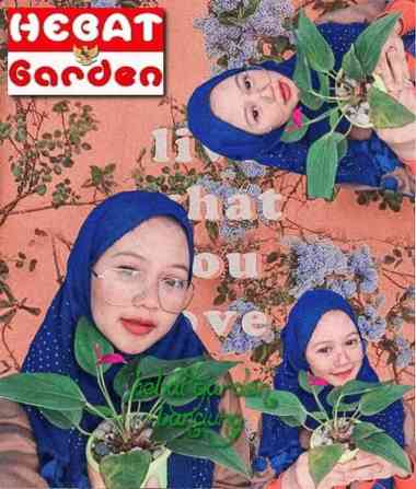 Anthurium Mini Holland bunga warna Ungu