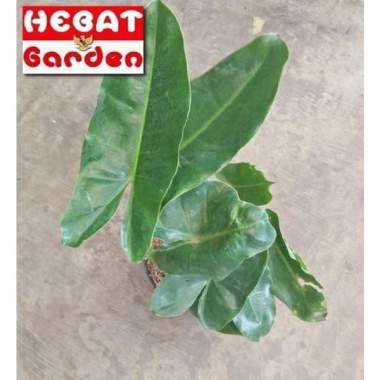 philodendron burle marx - philo kabel busi - hebat garden1305