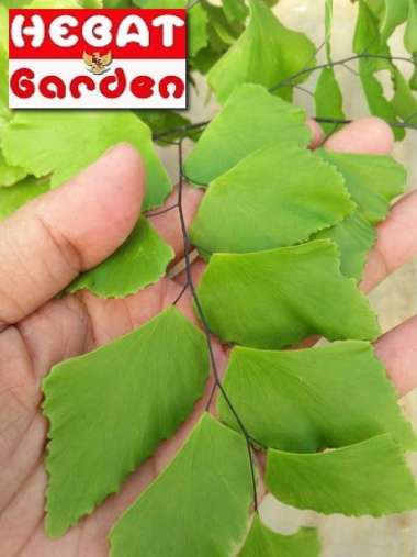 Suplir daun besar-adiantum peruvianum- hebat garden1524