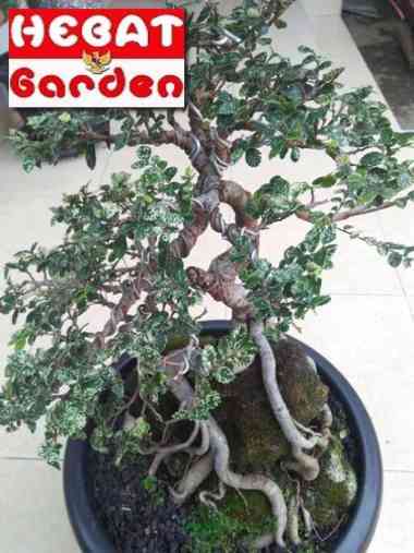 Bahan Bonsai HULMUS - ULMUS micro