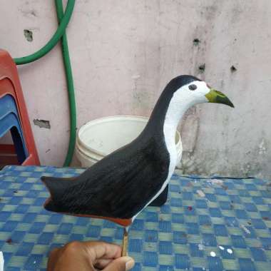 burung wak wak untuk dijual
