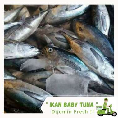 Ikan Baby Tuna Segar 1kg