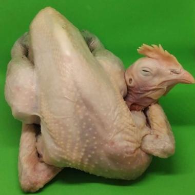 Karkas ayam kampung cianjur