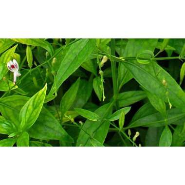 daun segar pohon sambiloto