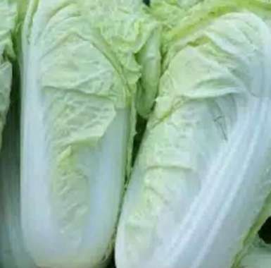 Sawi putih segar/kg