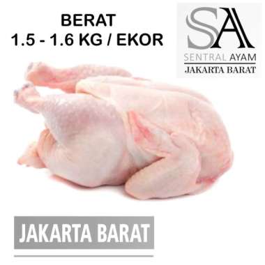 Ayam Karkas Broiler Ayam Potong Utuh Negeri 1.5kg 1.5 kg Fresh Frozen FROZEN