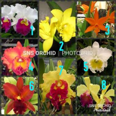 Seedling anggrek cattleya benih bibit bunga