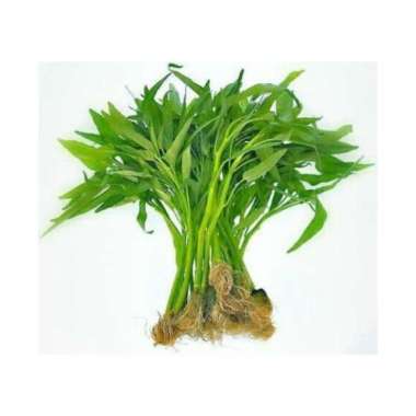 Kangkung organik pack