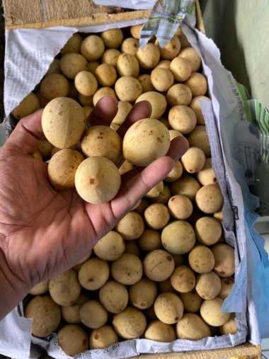 buah duku palembang manis 1 kg