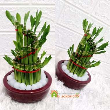BAMBU HOKI MINI HIDROGEL/PAJANGAN/HIASAN/MEJA KERJA/KANTOR/RUMAH SPIRAL