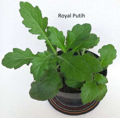 TANAMAN HERBAL DAUN DEWA / TANAMAN DAUN DEWA