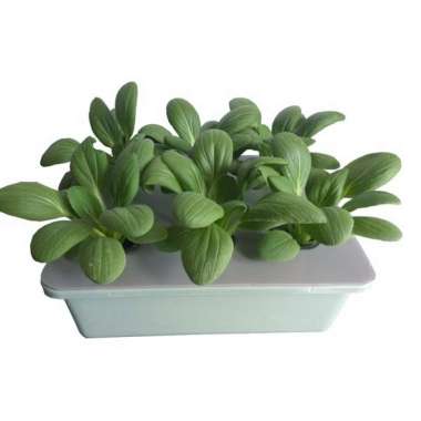 Paket Hidroponik Lengkap Sistem Wick Pemula Tanam Sayur