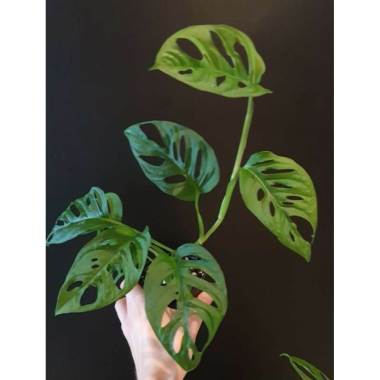 Tanaman Hias Janda Bolong Janbol Monstera Adansonii Variegata Koleksi