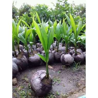 bibit tanaman kelapa genjah entok, bibit kelapa genjah sipbwo 9340uf