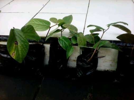 Daun Singa Depa Apama Tomentosa Murah