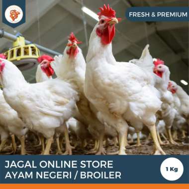 Jagal Online Store - Ayam Negri / Broiler Hidup Ekoran 1 Kg