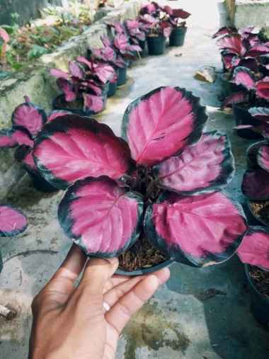 Aglonema Calatea Crimson import