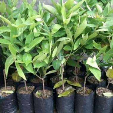 Bibit tanaman buah jambu air kancing merah