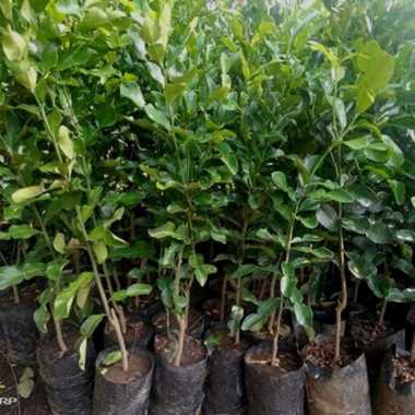 Bibit jeruk purut(daun bambu)