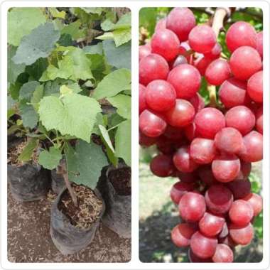 Bibit buah anggur merah