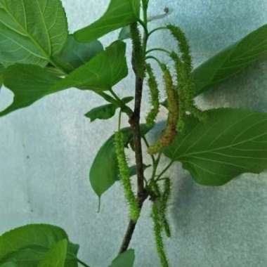 Bibit tanaman murbei -murbey jumbo super