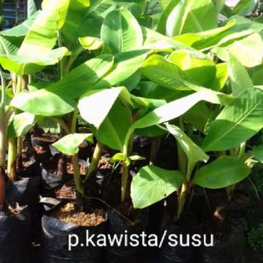 Bibit Buah Pisang Kawisto atau Pisang Susu Tunas bibit