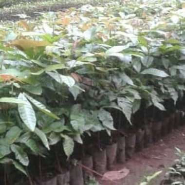 Bibit Matoa pometia pinnata Tunas Bibit Promo Murah