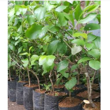 Bibit Apel Putsa atau Apel india Tunas bibit