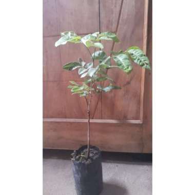 Bibit Kelengkeng matalada tunas bibit okulasi