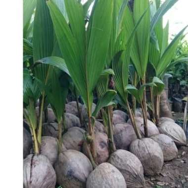 Bibit Kelapa Genjah Entok tunas bibit