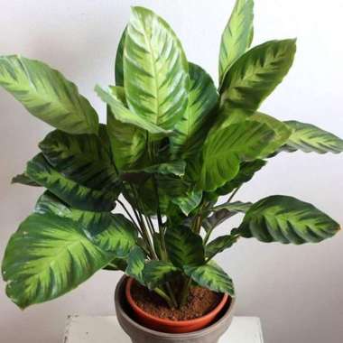 tanaman indoor chalatea albertii kalatea